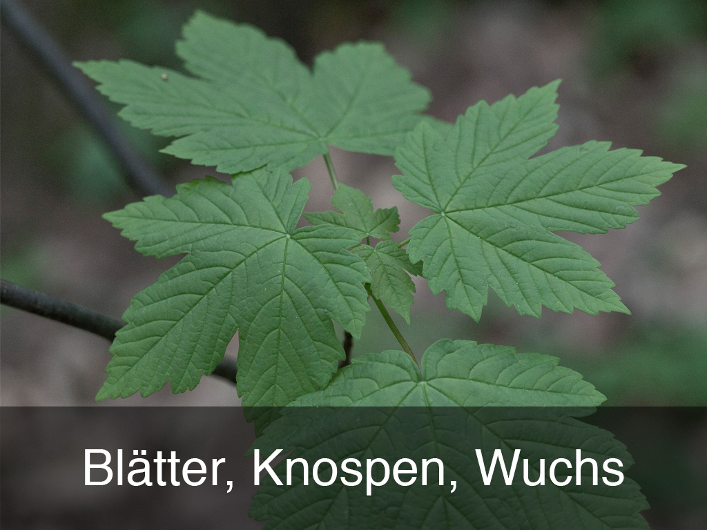 Blätter, Knospen, Wuchs