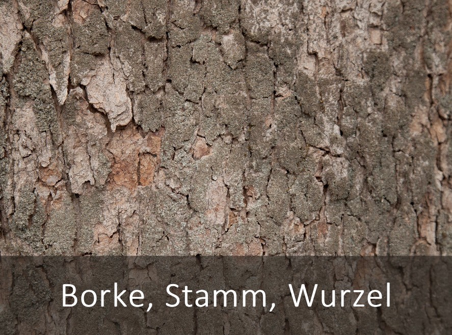 Borke, Stamm, Wurzel