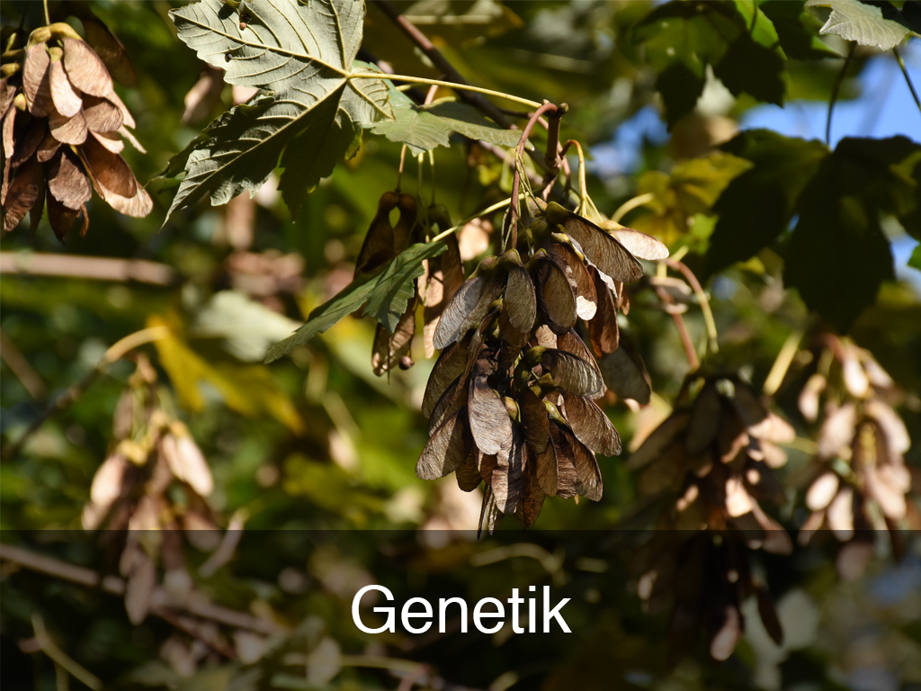 Genetik Genetik