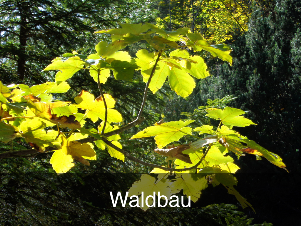 Waldbau