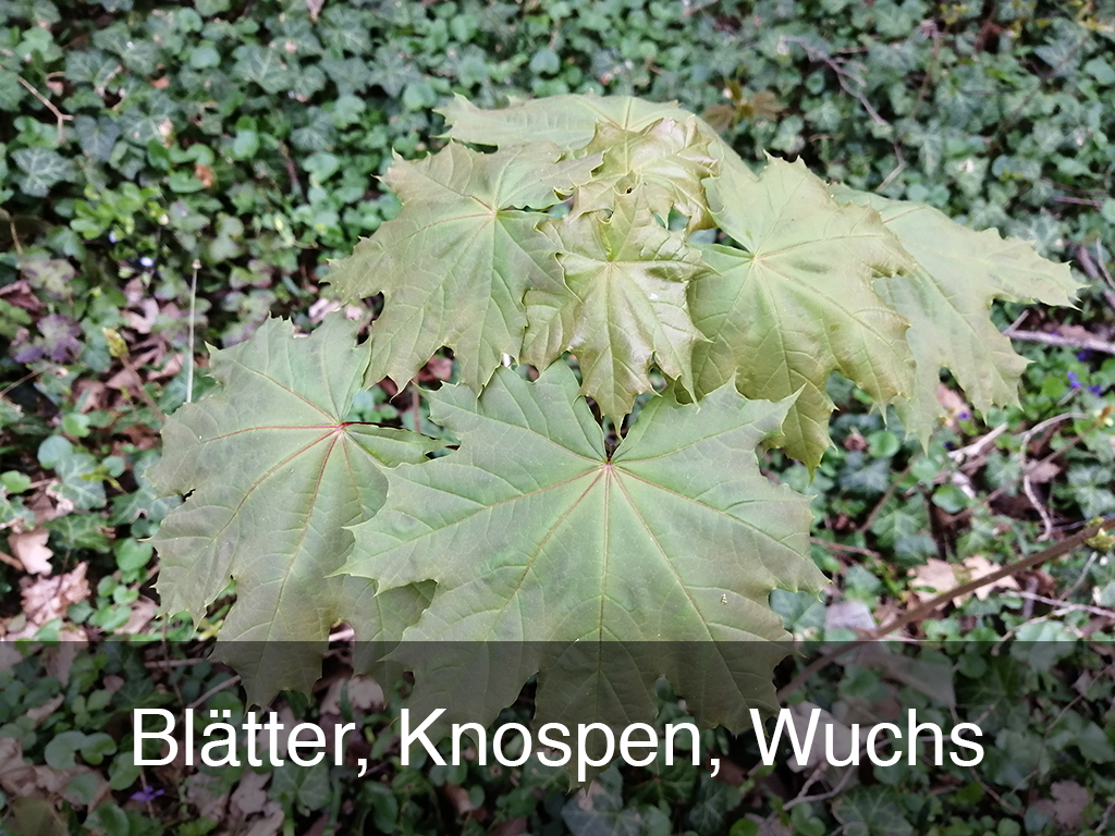 Blätter, Knospen, Wuchs