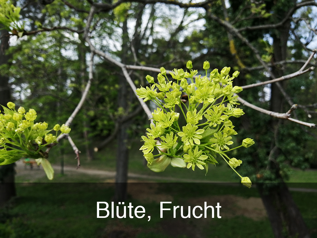 Blüte, Frucht Blüte, Frucht