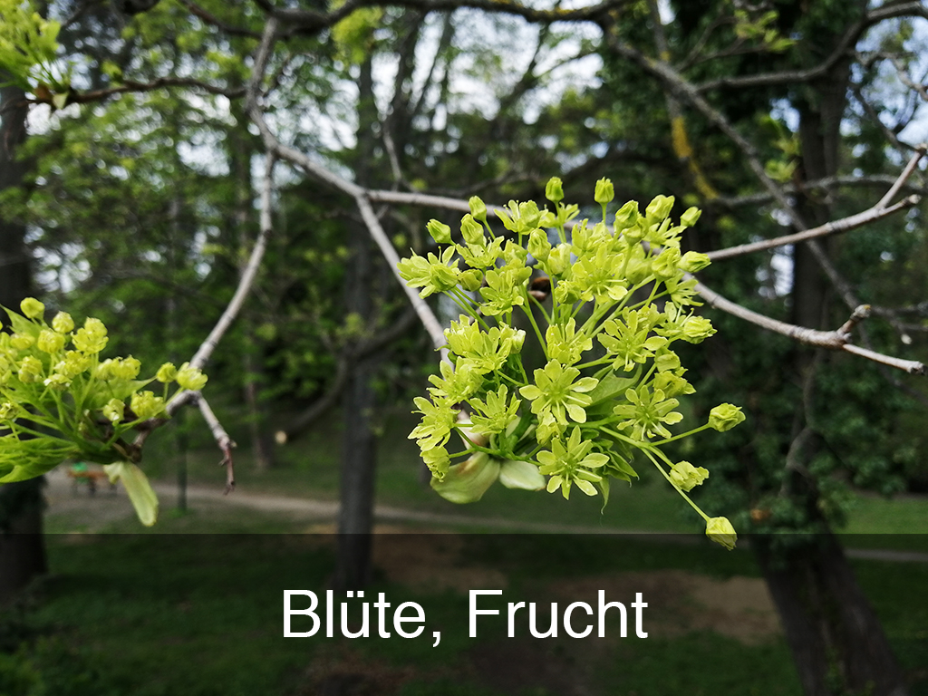 Blüte, Frucht