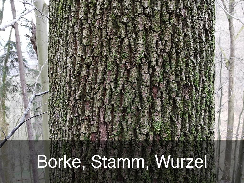 Borke, Stamm, Wurzel