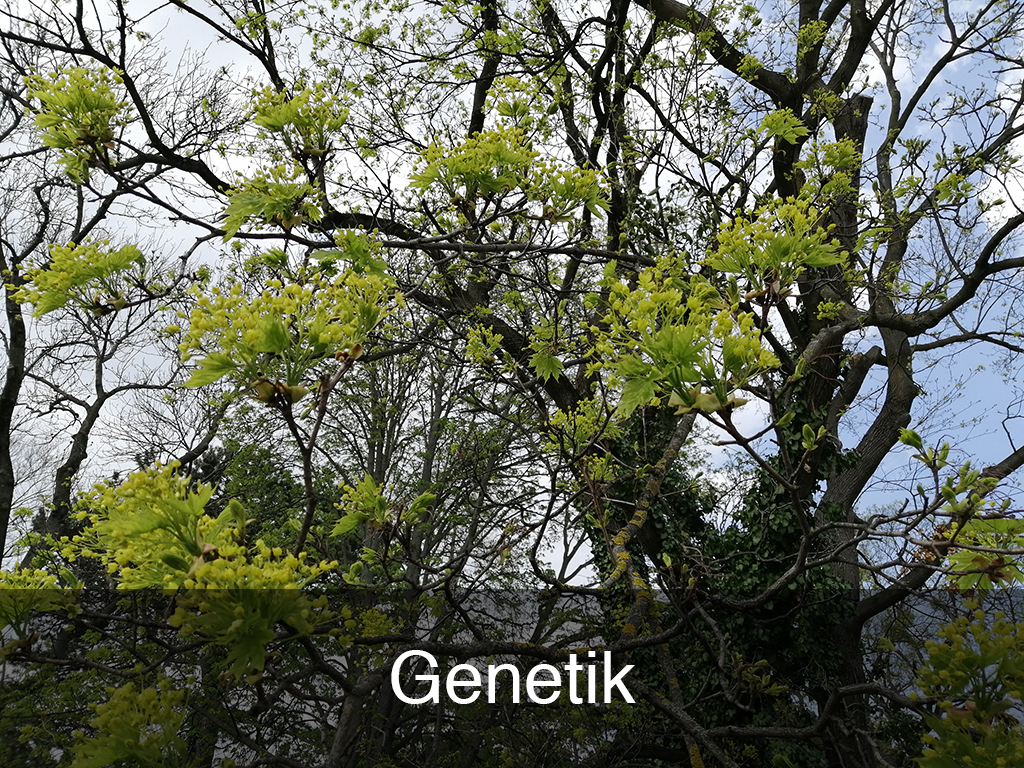 Genetik Genetik