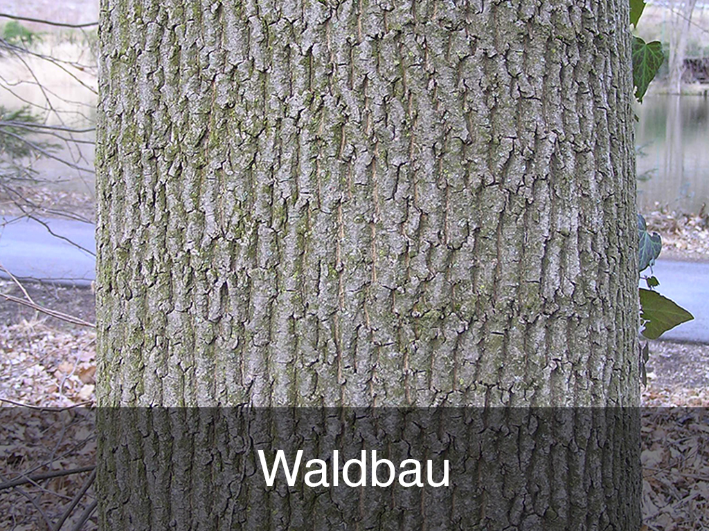 Waldbau